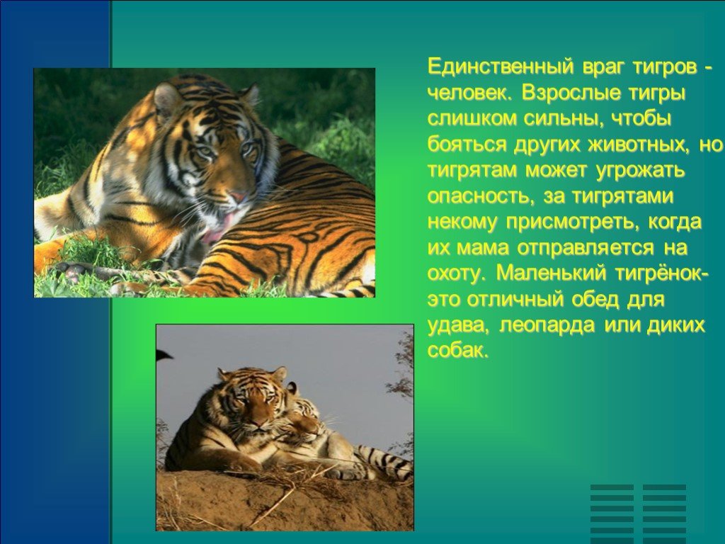 Объяснить тигр. Презентация про тигра. Тигр для презентации. Презентация про тигров. Окружающий мир тигры.