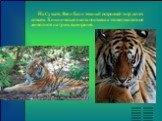 На Сумате, Яве и Бали темный островной тигр исчез совсем. Хищническая охота поставила это великолепное животное на грань вымирания.