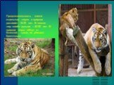 Продолжительность жизни отдельных тигров в природе достигает 15-20 лет. В неволе тигр живёт дольше – 40-50 лет. В природе тигры гибнут от болезней, травм, их убивают браконьеры.