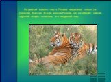 На данный момент тигр в России сохранился только на Дальнем Востоке. В этих местах России так же обитает самый крупный подвид кошачьих, это амурский тигр.