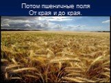 Потом пшеничные поля От края и до края.
