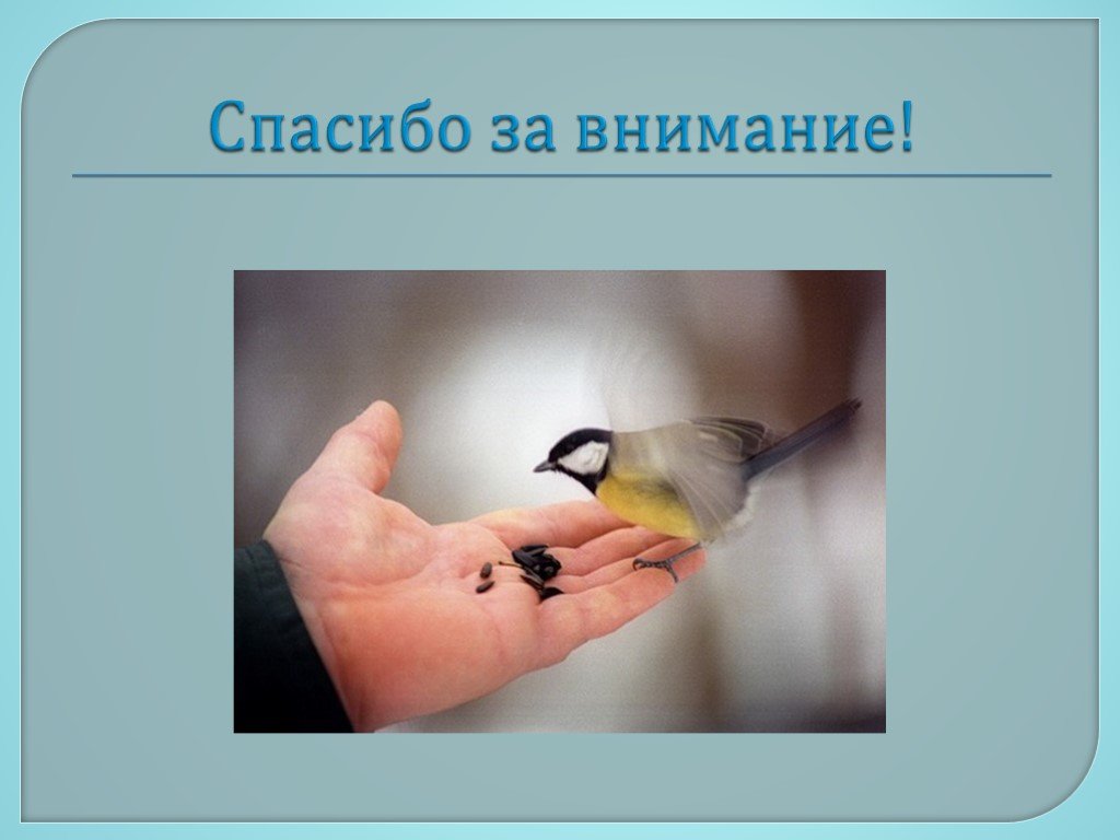 Птица благодарен. Спасибо за внимание птицы. Спасибо за внимание с птичкой. Покормите птиц зимой спасибо за внимание. Спасибо за внимание птицы зимой.