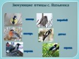 синица ворона воробей дятел снегирь сорока. Зимующие птицы с. Вазьянка