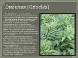 Оноклея (Onoclea). Оноклея (Onoclea) — род папоротника, включающий множество тропических видов, но только один вид хорошо растет в умеренной зоне. Оноклея чувствительная (Onoclea sensibilis) — длиннокорневищный папоротник (на фото). Отличается относительно глубоко расположенным (8— 12 см) ветвящемся