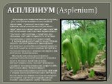 АСПЛЕНИУМ (Asplenium). Асплениум, или гнездовой костенец (Asplenium) - род папоротников семейства Асплениевые (Aspleniaceae). Травянистые эпифитные, наземные, наскальные невысокие растения с перистыми или вильчатыми листьями; короткими вертикальными или ползучими корневищами; в тропиках - часто круп
