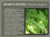 НЕФРОЛЕПИС (Nephrolepis). НЕФРОЛЕПИС (Nephrolepis) - род эпифитных или наземных папоротников из семейства Нефролеписовые (Nephrolepidaceae), включающих около 40 видов. Произрастает в тропических областях на территории Юго-Восточной Азии, Америки, Африки, Австралии. За пределами тропиков нефролеписы 