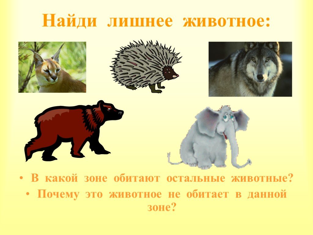 Найди лишнее животное. Презентация на каких зонах какие животные. Все остальные эти животные. Третий лишний животные Крыма.