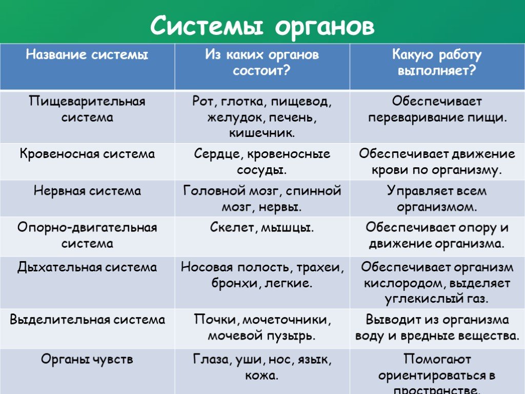 Системы органов человека 8 класс презентация