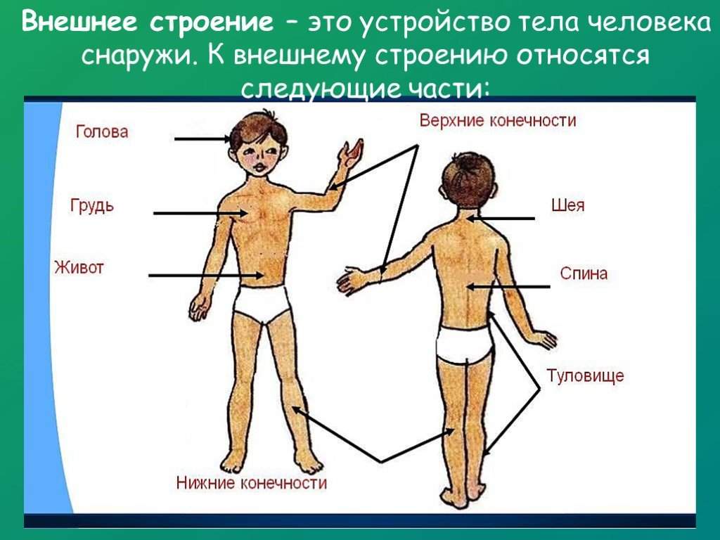 Схема строения человека 4 класс. Строение тела человека. Строение ЧТЕЛО человек. Строение человека части тела. Анатомия человека внешнее строение.