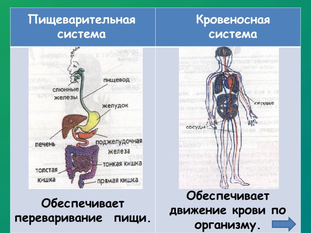 Органы человека 4 класс окружающий мир картинки