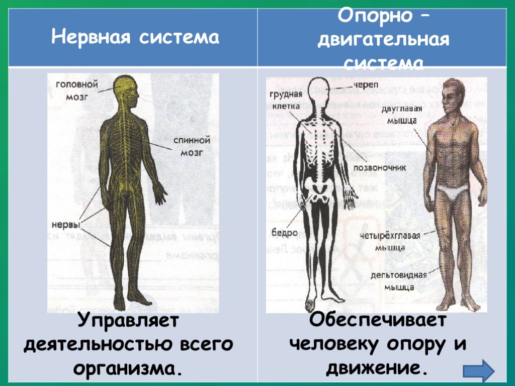Тело управляет человеком. Опорно-двигательная система человека. Опорно двигательная система организма. Нервная система системы органов. Система органов опорно двигательная система.