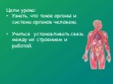 Цели урока: Узнать, что такое органы и система органов человека. Учиться устанавливать связь между их строением и работой.