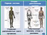 Управляет деятельностью всего организма. Обеспечивает человеку опору и движение. Нервная система. Опорно – двигательная система