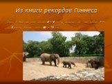 Слон. Индийский слон весит 5 – 6 тонн, Африканский слон весит 7 – 8 тонн. Живут слоны 60 – 70 лет.
