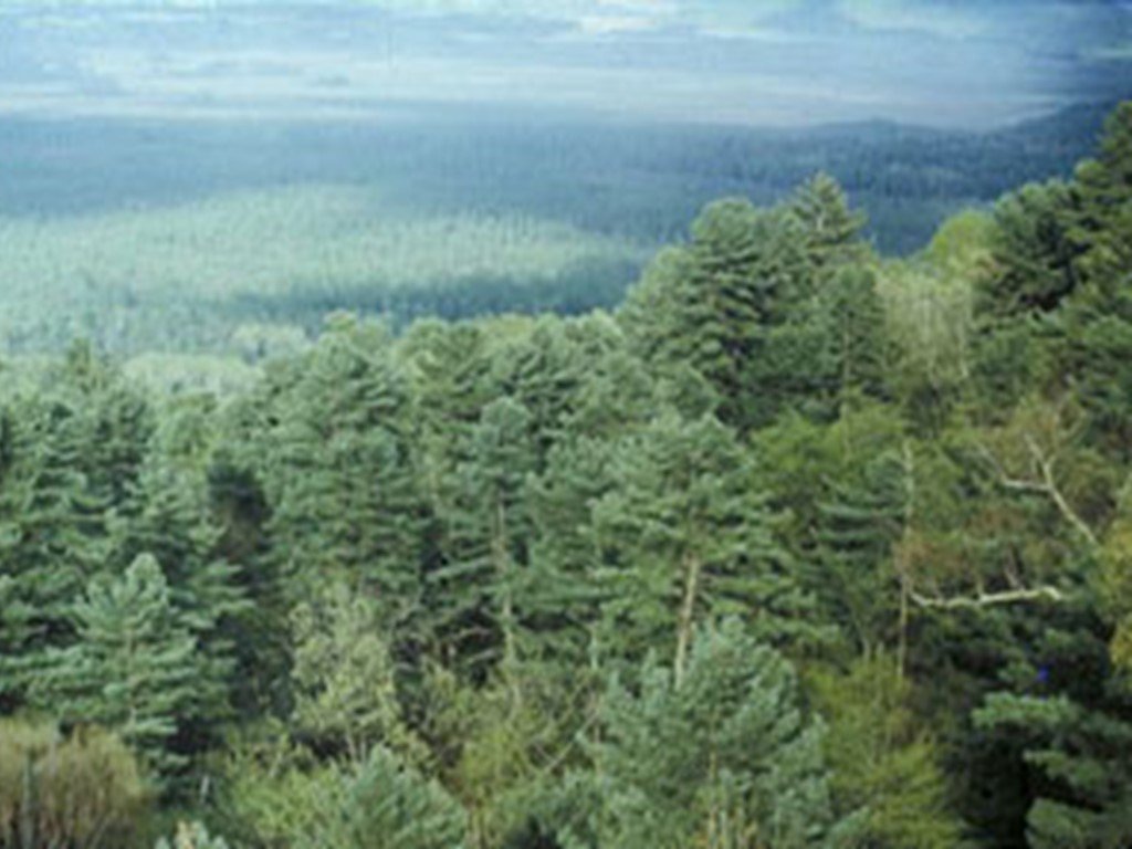 Природная зона между тайгой и широколиственных лесов