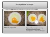 Эксперимент с яйцом. Я решил проверить как влияет электромагнитное излучение на куриное яйцо. Яйцо под излучением. Справа яйцо, находящееся под излучением, справа яйцо, находящееся в нормальной среде.