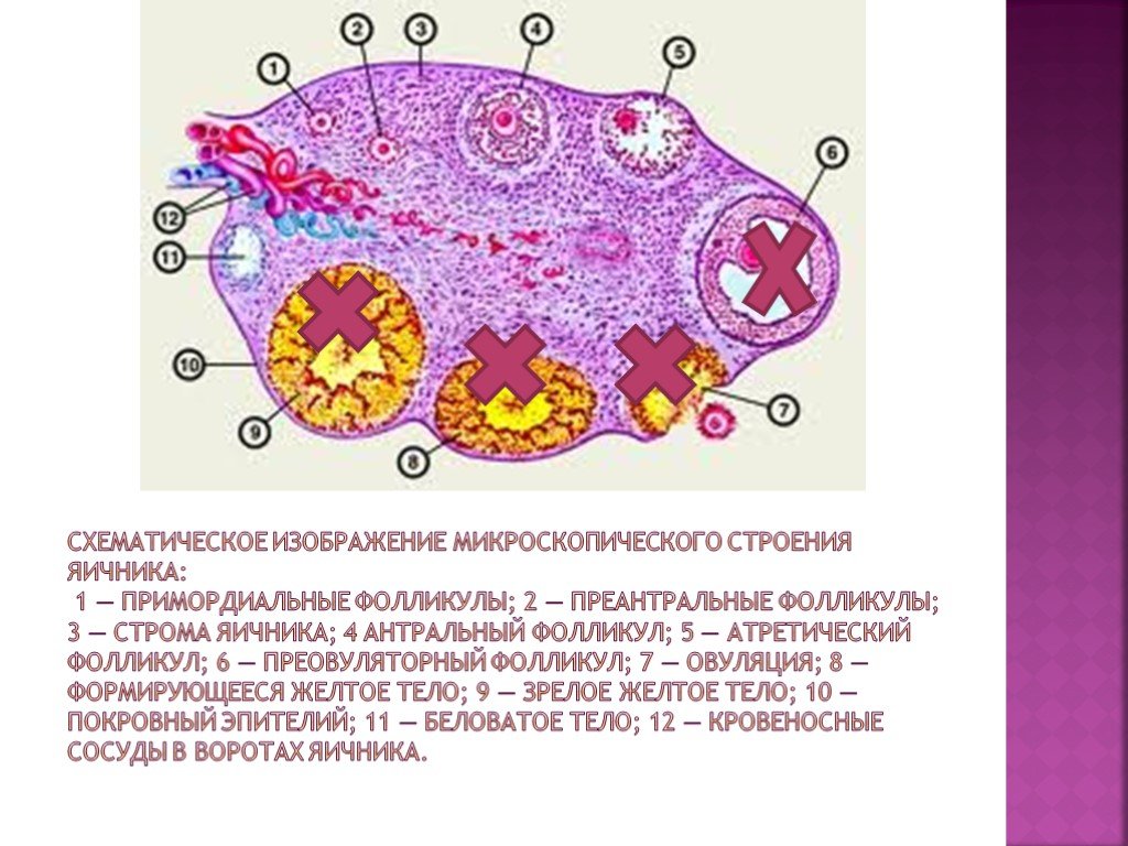 Внутреннее строение яичника. Строение фолликула яичника анатомия. Микроскопическое строение яичника анатомия. Микроскопическое строение яичников. Схема развития фолликулов яичника.