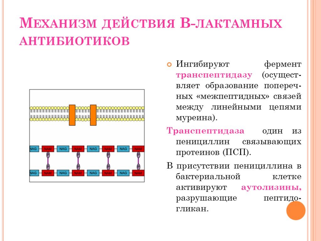 Антибиотики проект по химии