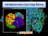 Четвертичная структура белка. Молекула гемоглобина