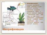 Нитрификация. Нитрификация-процесс окисления солей аммиака в соли азотной кислоты. Конечные продукты разложения белка и других азотных веществ - аммиачные соли - уже сами по себе могут усваиваться растениями. Однако наиболее легко усвояемыми для растений являются соли азотной кислоты.