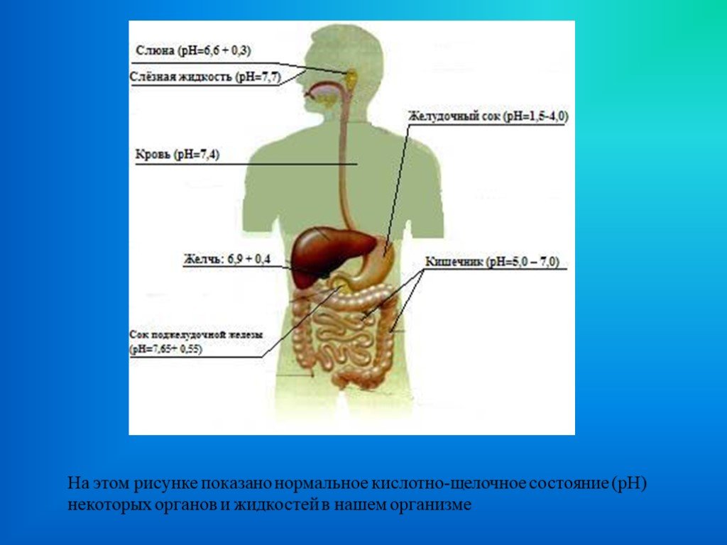 Жидкость в органах. PH В органах пищеварения. Среды в организме человека. Щелочная среда в желудке. Кислая среда в организме человека.