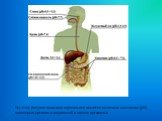 На этом рисунке показано нормальное кислотно-щелочное состояние (рН) некоторых органов и жидкостей в нашем организме