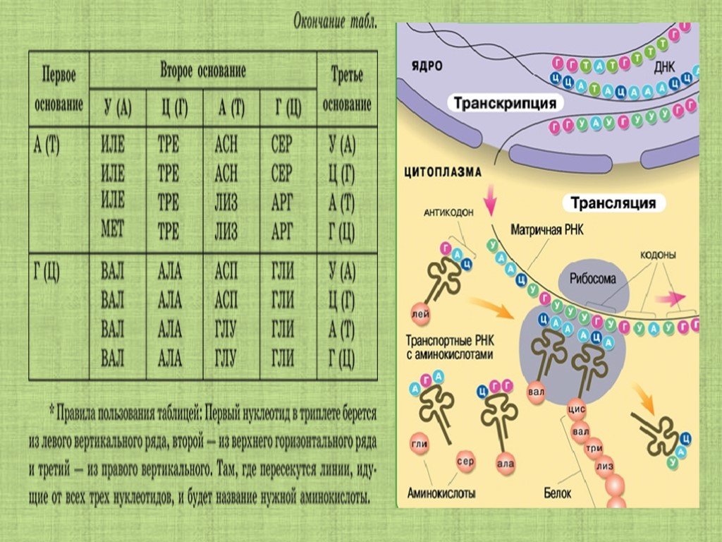 Опишите синтез белка. Схема 2 этапа биосинтеза белка в живой клетке. Биосинтез белка 9 класс биология. Синтез белка по биологии 9 класс.