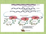 Биосинтез белков в живой клетке Слайд: 10