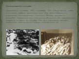 Эксперименты с ядами Проводились с декабря 1943 по октября 1944 в Бухенвальде, чтобы исследовать эффект различных ядов. Яды тайно добавлялись участникам экспериментов в их пищу. Жертвы умирали в результате отравления или немедленно убивались, для произведения вскрытия их трупа. В сентябре 1944 был п
