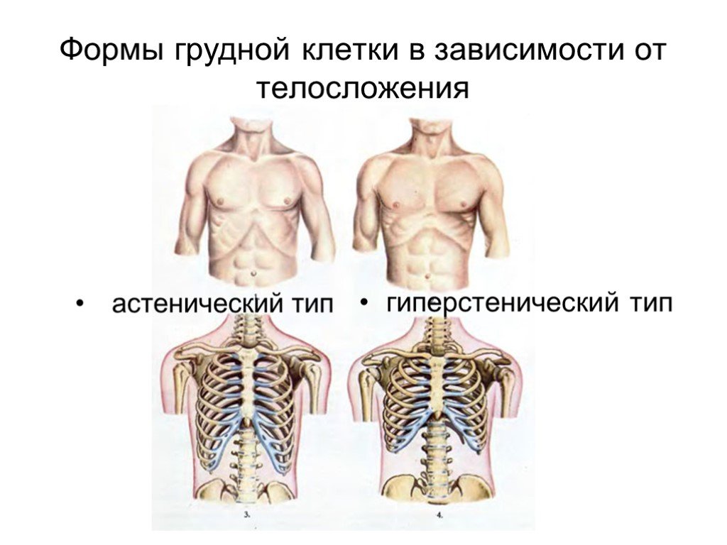 Округлая грудная клетка. Форма грудной клетки в норме. Плоский Тип грудной клетки. Форма грудной клетки у астеников. Форма грудной клетки в норме у мужчин.