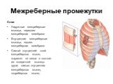 Межреберные промежутки. Слои Наружные межреберные мышцы, передняя межреберная мембрана Внутренние межреберные мышцы, задняя межреберная мембрана Самый внутренний слой межреберных мышц выражен не везде и состоит из: поперечной мышцы груди; самых внутренних межреберных мышц; подреберных мышц