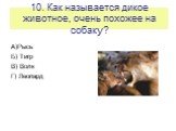 10. Как называется дикое животное, очень похожее на собаку? А)Рысь Б) Тигр В) Волк Г) Леопард