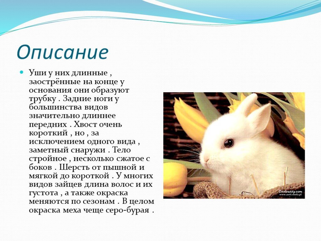 Заяц описание для детей. Проект на тему заяц. Заяц для презентации. Презентация на тему заяц. Проект про зайца.
