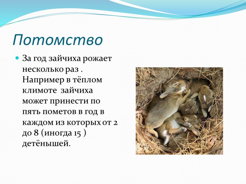 Сколько дает потомства. Заяц для презентации. Презентация на тему заяц. Презентация про Зайцев. Животные презентация про зайца.