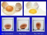 Яйцо 7 суток Яйцо 15-20 суток. Яйцо свежеснесённое