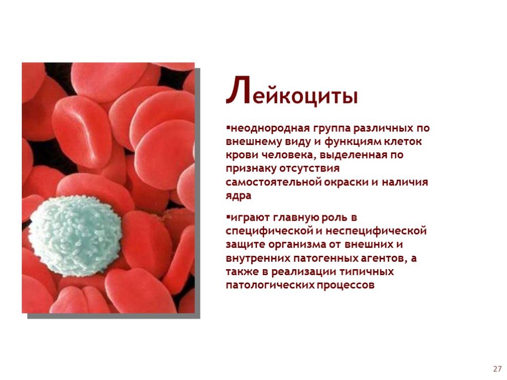 Группа крови клетки. Функции клеток крови в организме человека. Роль лейкоцитов в крови человека. Внешний вид крови. Функции кровяных клеток.