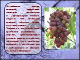 Исследования качеств винограда, проведенные совместно молдавскими и французскими учеными, показали, что молдавский виноград содержит больше полезных веществ. Например, в нем гораздо выше количество разверотрола - вещества, предотвращающего развитие раковых и сосудистых заболеваний. Его в молдавском 