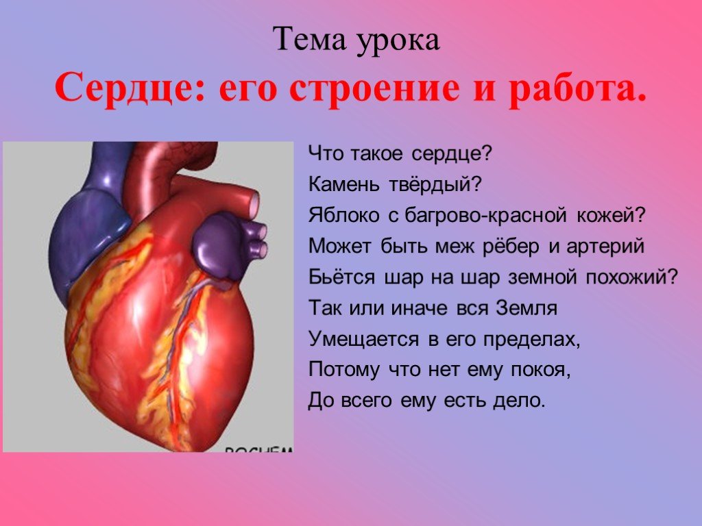 Факты систем органов человека. Тема урока сердце. Доклад на тему сердце. Строение сердца человека.