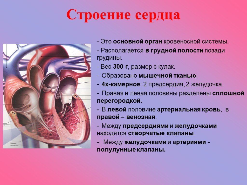 Факты систем органов человека. Факты о строении органов человека. Интересные факты о строении и работе различных органов. Строение сердца человека. Факты о работе органов человека.