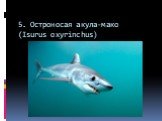 5. Остроносая акула-мако (Isurus oxyrinchus)