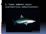 6. Серая рифовая акула (Carcharhinus amblyrhynchos)