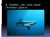 8. Голубая, или синяя акула (Prionace glauca)