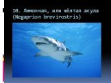 10. Лимонная, или жёлтая акула (Negaprion brevirostris)