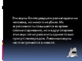 Эти акулы более двадцати раз нападали на человека, но никого не убили. Их агрессивность повышается во время сезона спаривания, но и в другое время этих акул легко разозлить одним только присутствием рядом. Лимонные акулы часто встречаются в неволе.