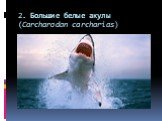 2. Большие белые акулы (Carcharodon carcharias)