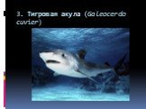 3. Тигровая акула (Galeocerdo cuvier)