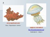 2. МЕДУЗА КОРНЕРОТ Тип Кишечнополостные Сцифоидные медузы. КРАСНЫЙ КОРАЛЛ Класс Коралловые полипы