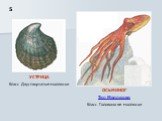 ОСЬМИНОГ Тип Моллюски Класс Головоногие моллюски. 5. УСТРИЦА Класс Двустворчатые моллюски