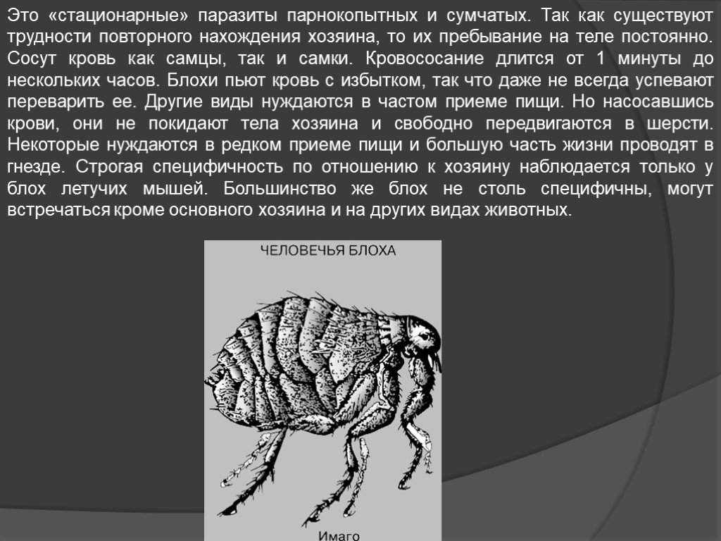 Какой цифрой обозначена на рисунке стадия человеческой блохи приносящая непосредственный вред