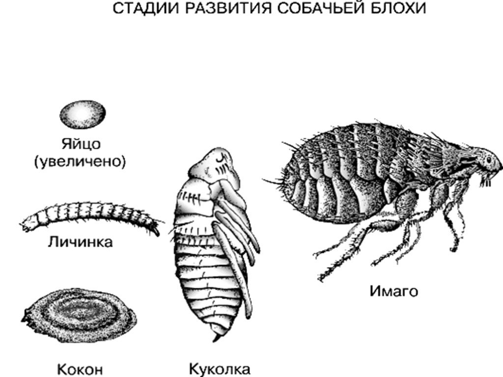 Какой цифрой обозначена на рисунке куколка человеческой блохи